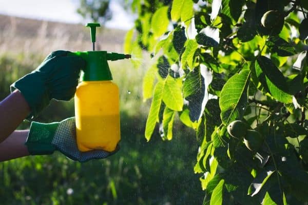 Spraying-pesticide-on-fruit