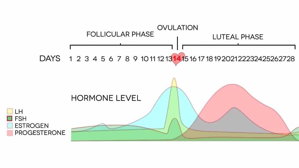 graphic showing changes in hormone levels during a 18 day menstrual cycle. The drop in estrogen and rise in progesterone after ovulation can affect breast milk supply and taste.