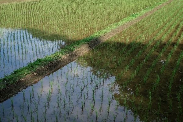 flooded rice paddy with arsenic in soil and water