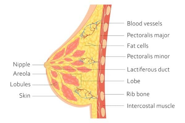 Anatomy of breast, showing lobules that make up lobes, which hold milk and determine breast storage capacity