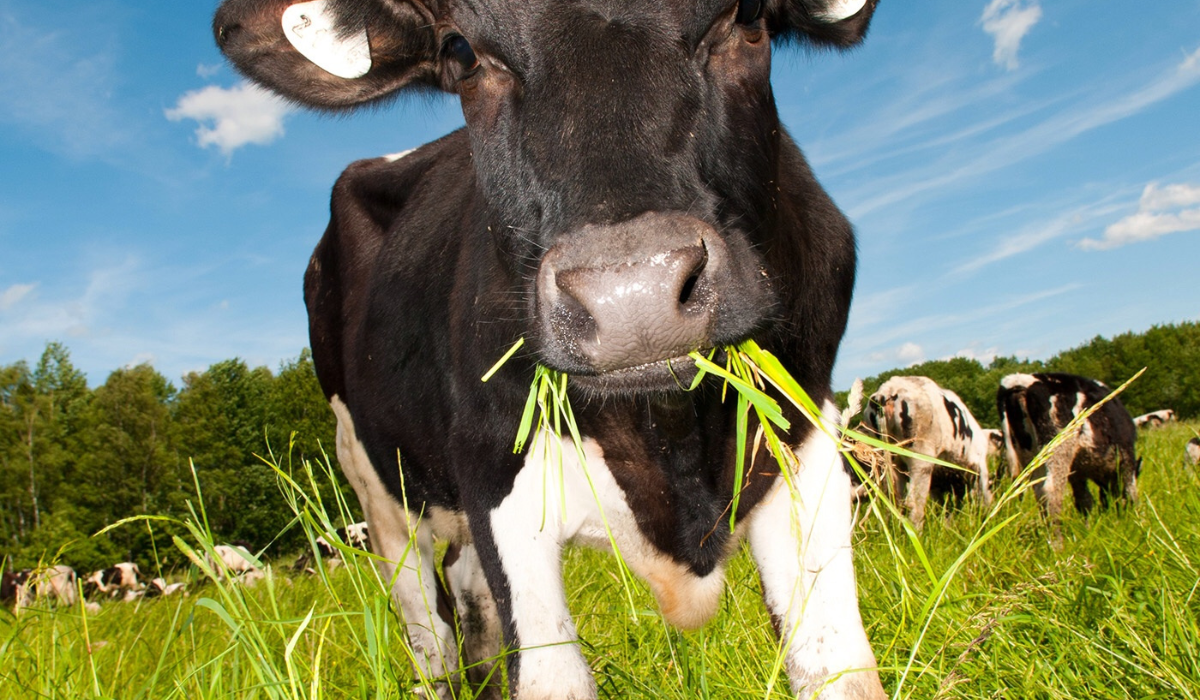 Grass-Fed Formula vs Conventional Formula