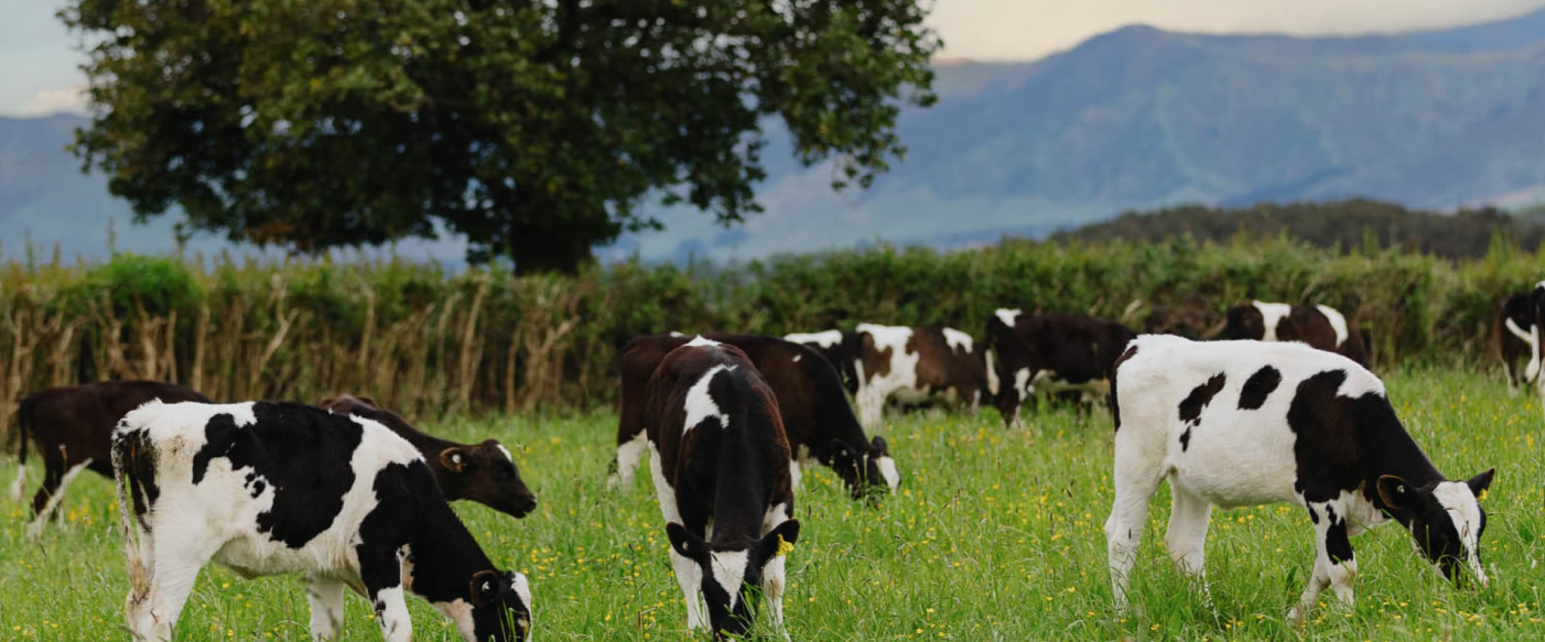 What Does “Grass-Fed” Mean in Baby Formula?