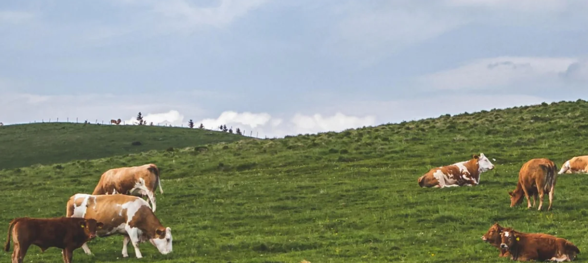 cows